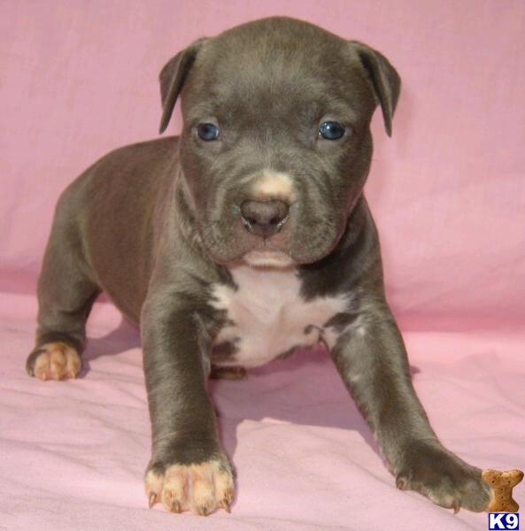 Puppies in NC
